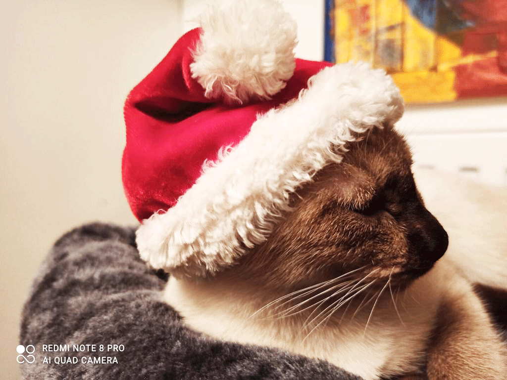 Weihnachtskatze von Maxi Muster (1/2)
