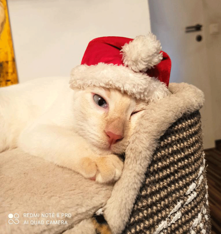 Weihnachtskatze von Maxi Muster (2/2)