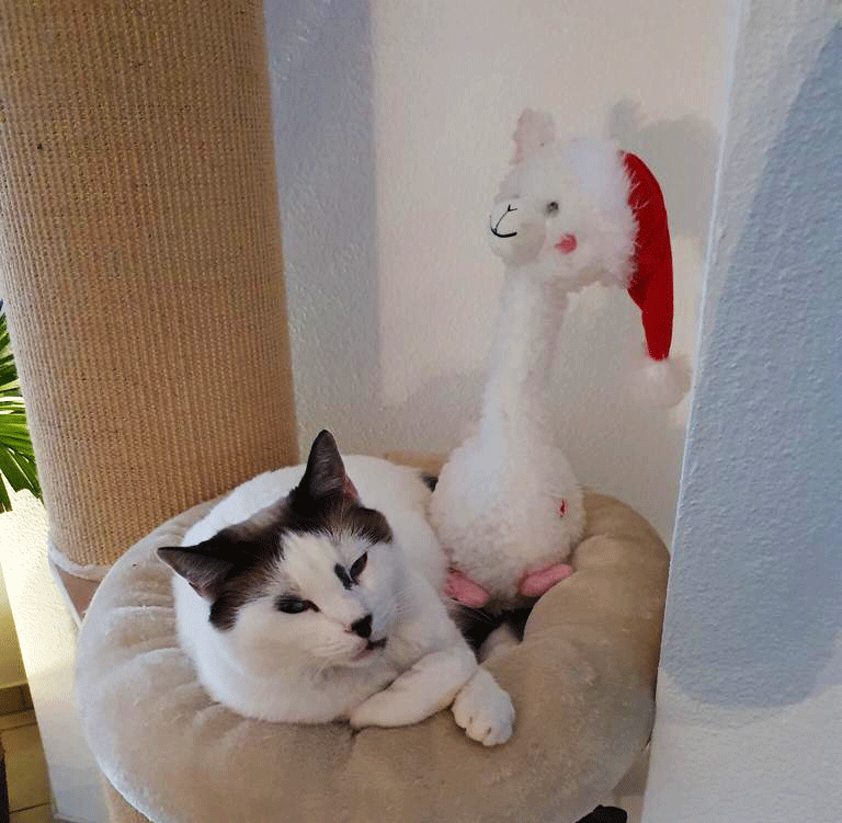 Merlin von Caroline C.