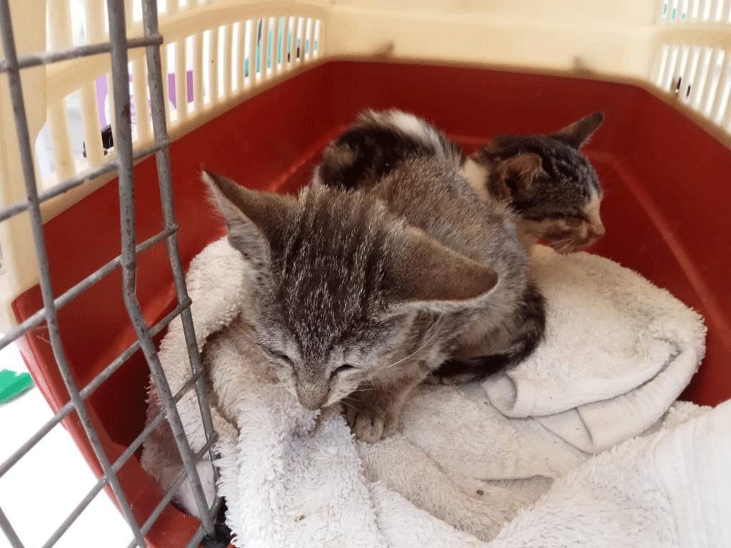 2 Kitten von Guadelupe kämpfen in der Tierklinik