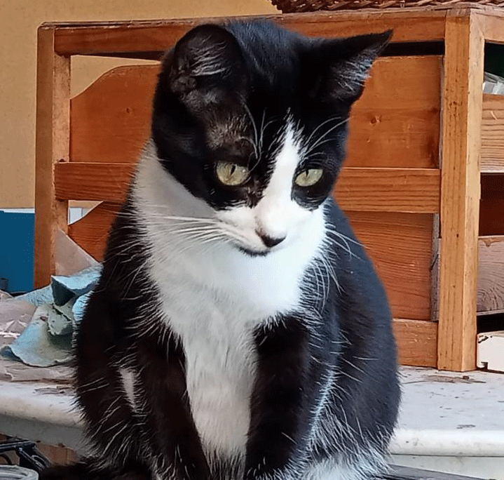 Junge Katze - hochträchtig