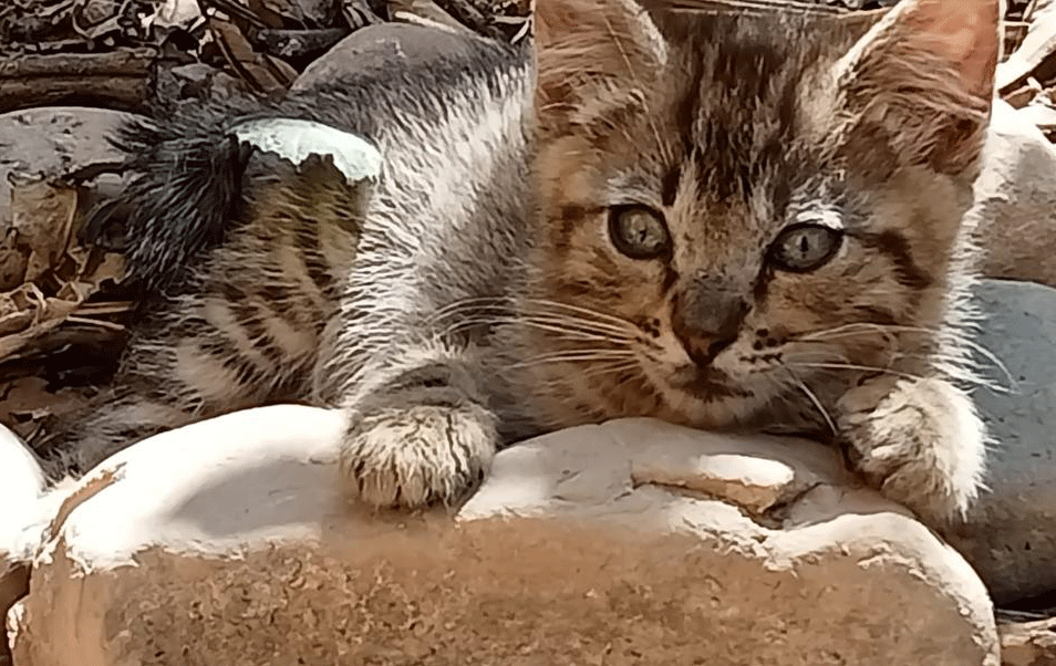 Katzenkind - neu bei Angeles
