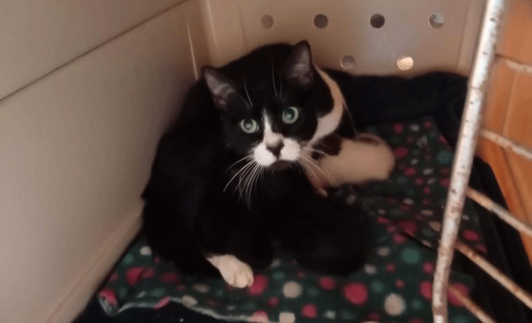 Katzenmutter mit Kitten