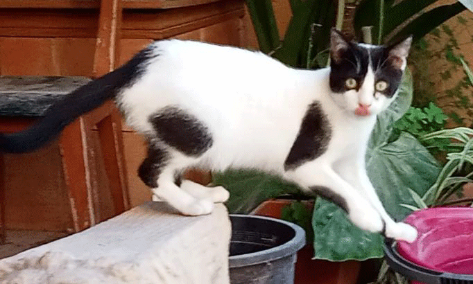 Kitten 6 Mon - neu bei Angeles