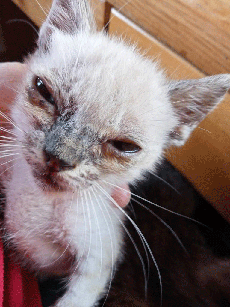 Kitten in Tierklinik mit Lungenentzündung