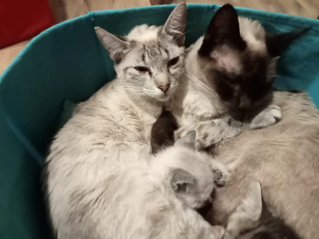 Kitten Neuzugang - noch in Behandlung mit Pilzinfektion