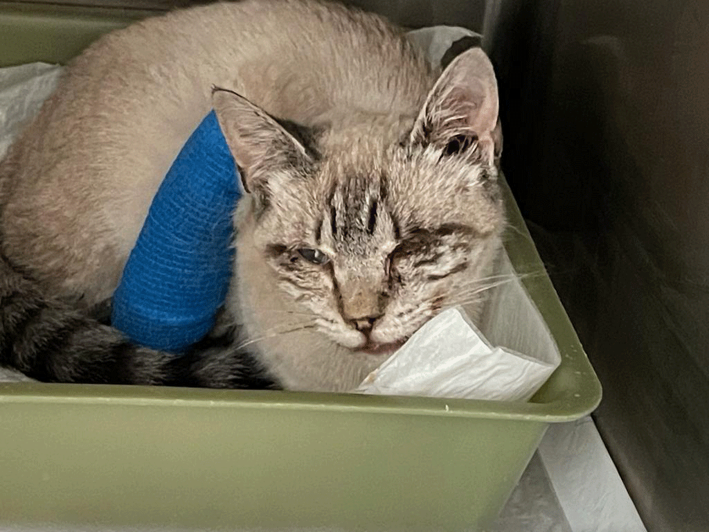 Kitten in Tierklinik mit Lungenentzündung