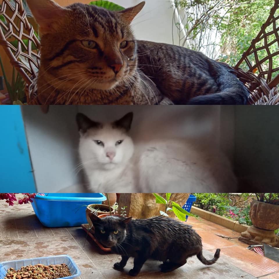 3 Kater suchen noch einen Namenspaten