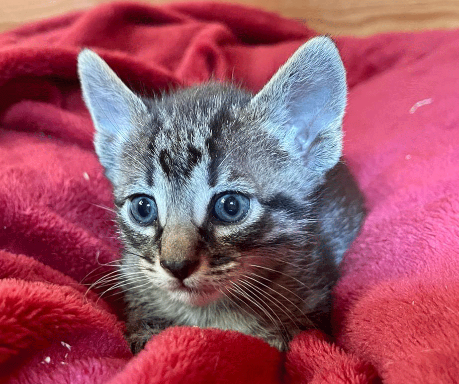Tigerkaterchen