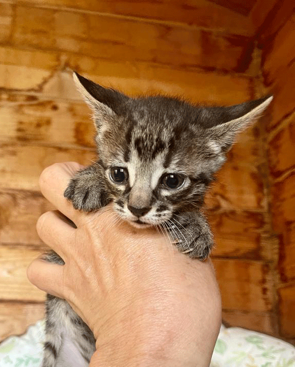 Tigerkaterchen