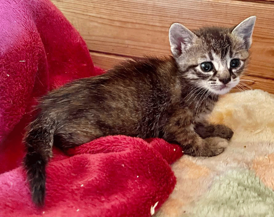 Tigerkaterchen