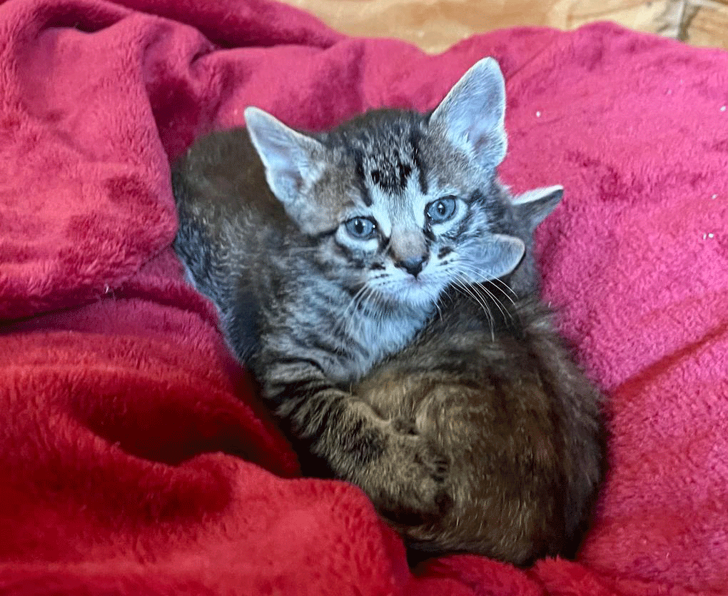 Tigermädchen