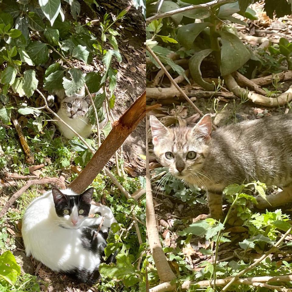 Luzmila, Gretel und Tuco entspannen im Garten