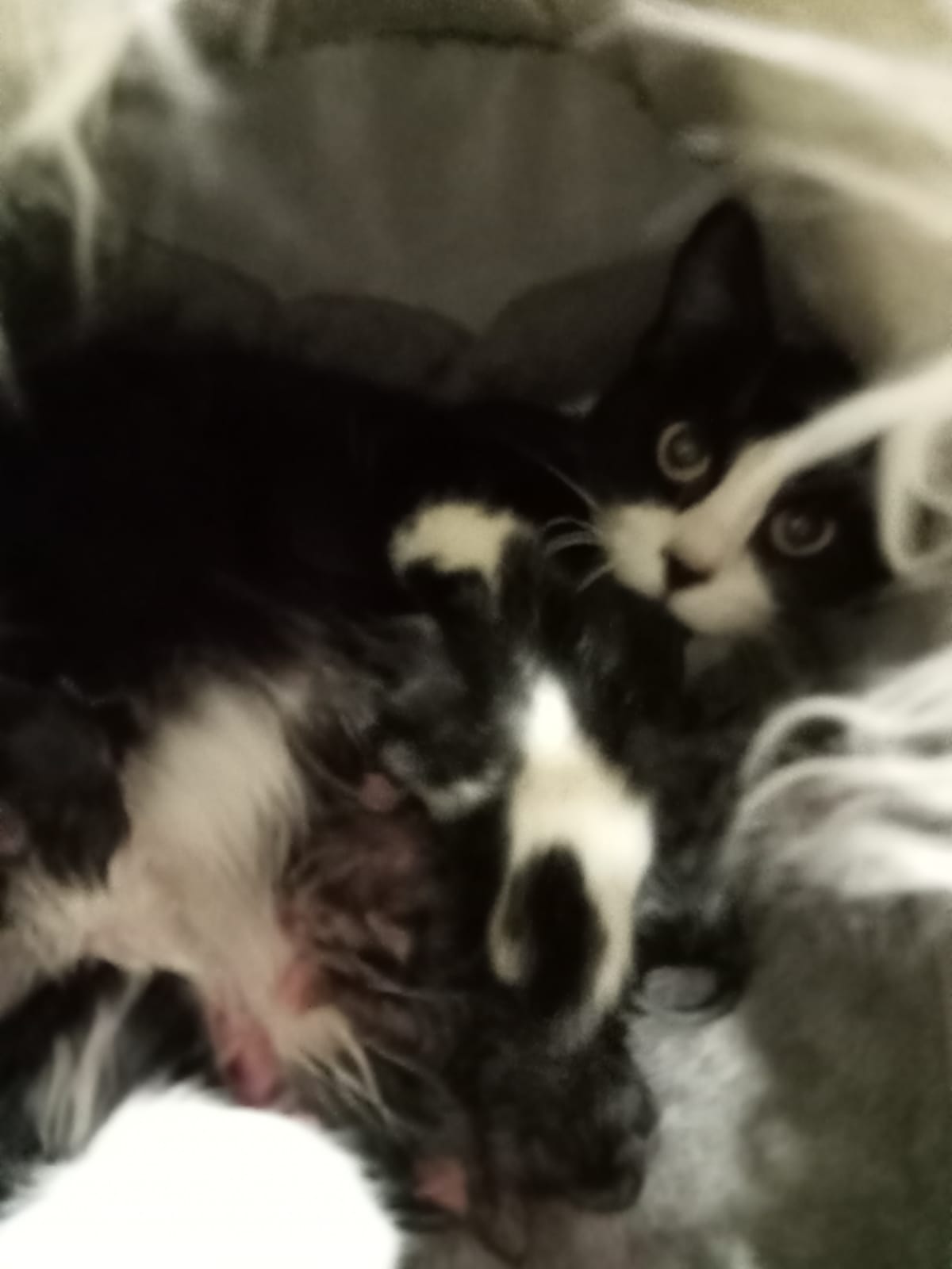 Christa - die Katzenmama hat einen Namenspaten