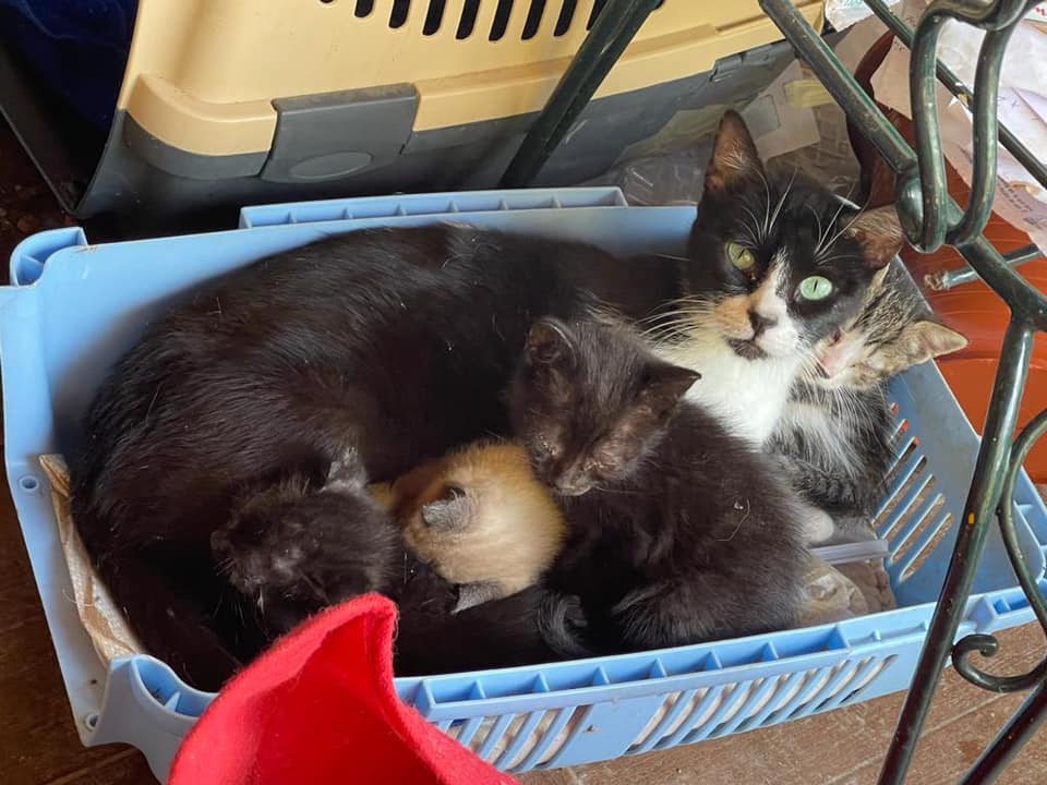 Lily - die Katzenmama hat einen Namenspaten