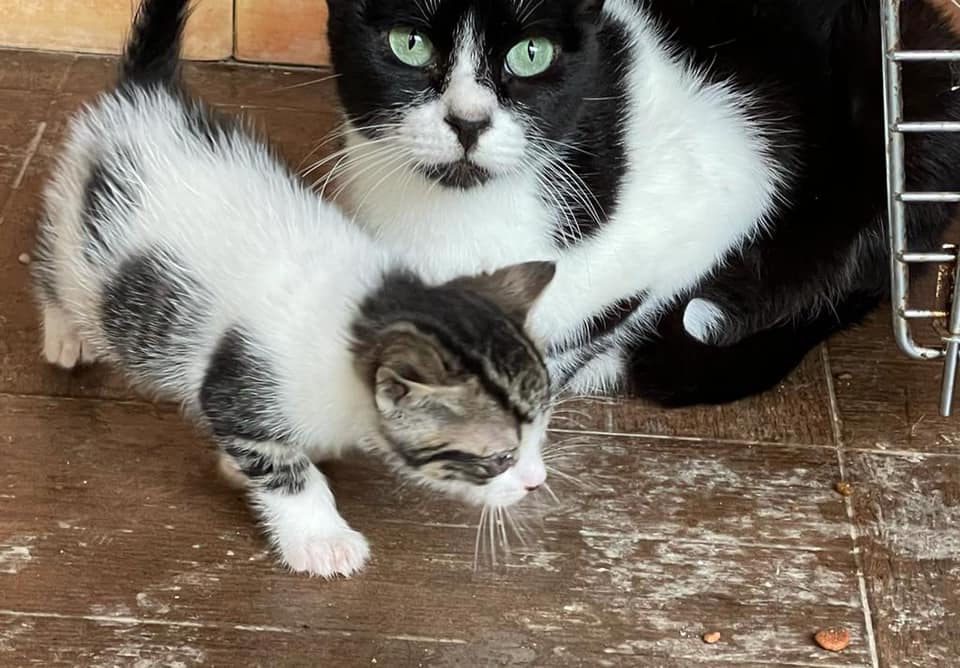 Lily - die Katzenmama hat einen Namenspaten