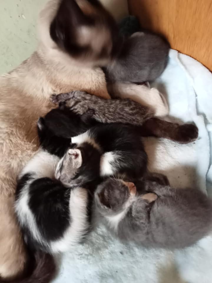 Katzenmama mit 3 Kitten