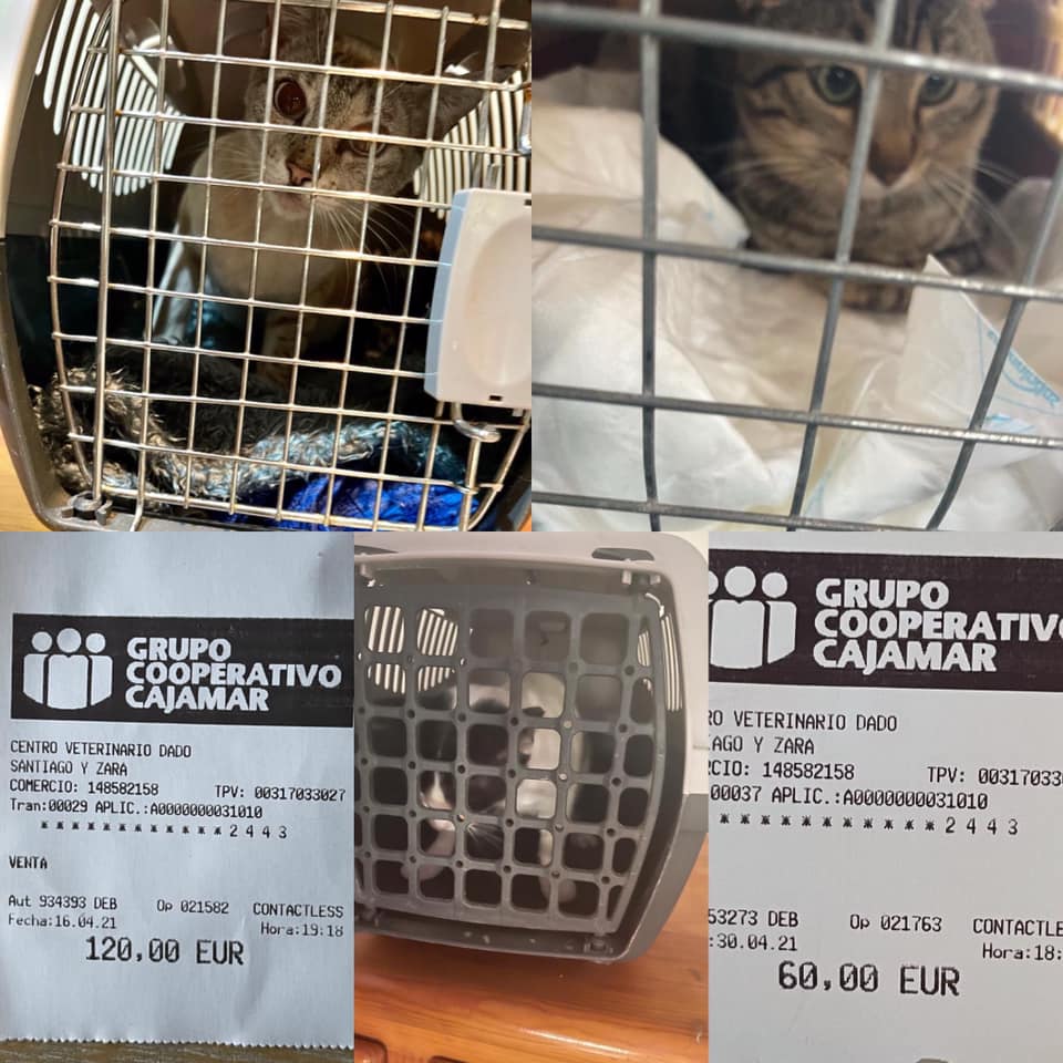 Rechnung für die Kastration von 3 Katzen bei Guadelupe