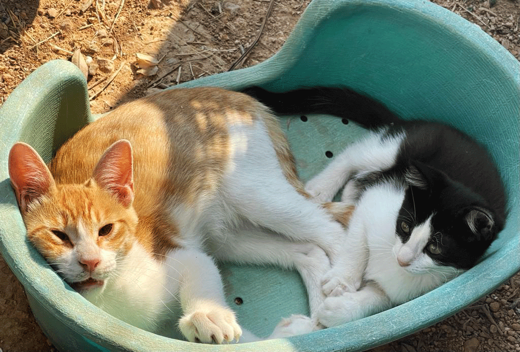 Lukas und Juri - chillen ist auch eine Kunst!