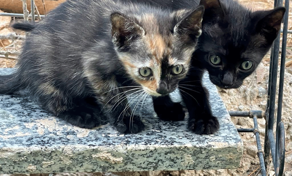 Molly und Maribel - Neugier hat einen Namen!