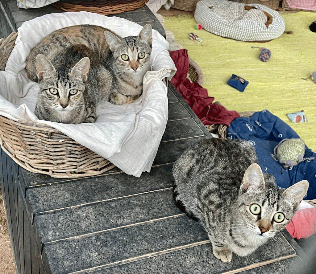 Pippa, Polly und Pina - die Tigerschwestern haben sich toll entwickelt