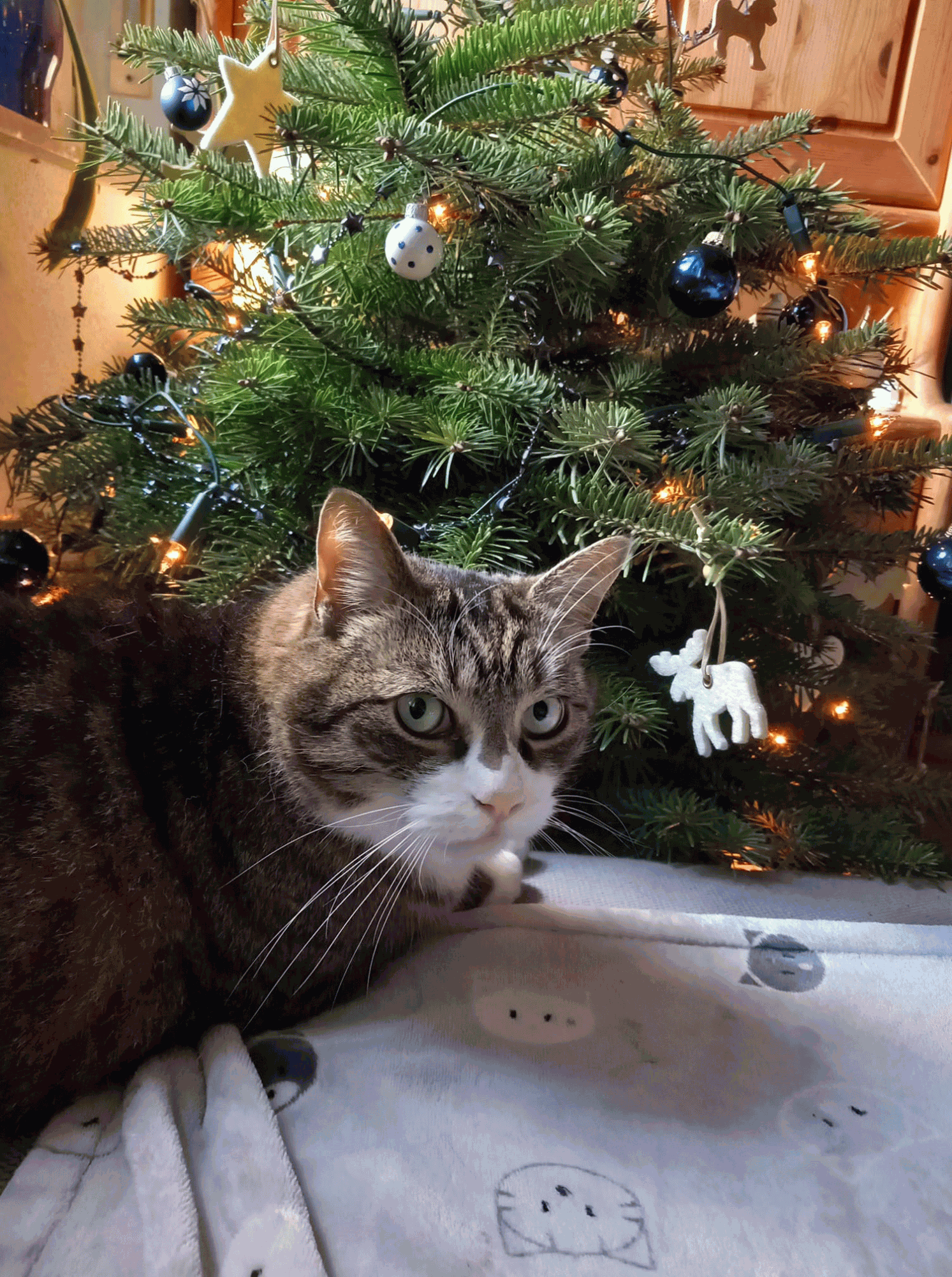 5_Tiger von Doris-S