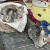 Pippa, Polly und Pina - die Tigerschwestern haben sich toll entwickelt